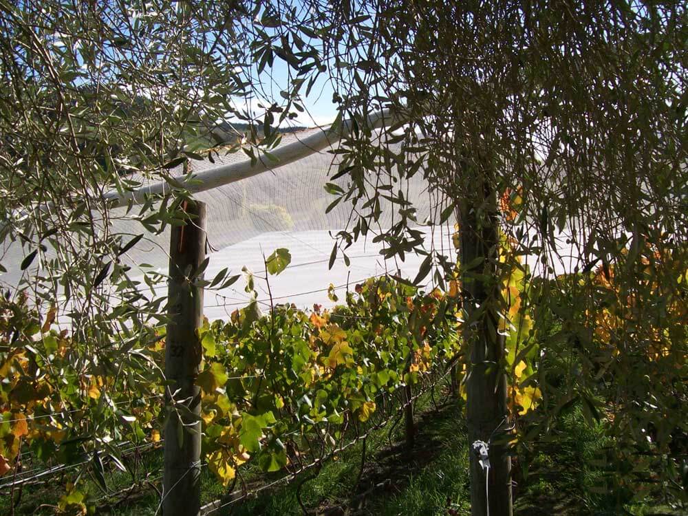 It feels good to sit under the big olive tree and look back down the cleanly picked rows